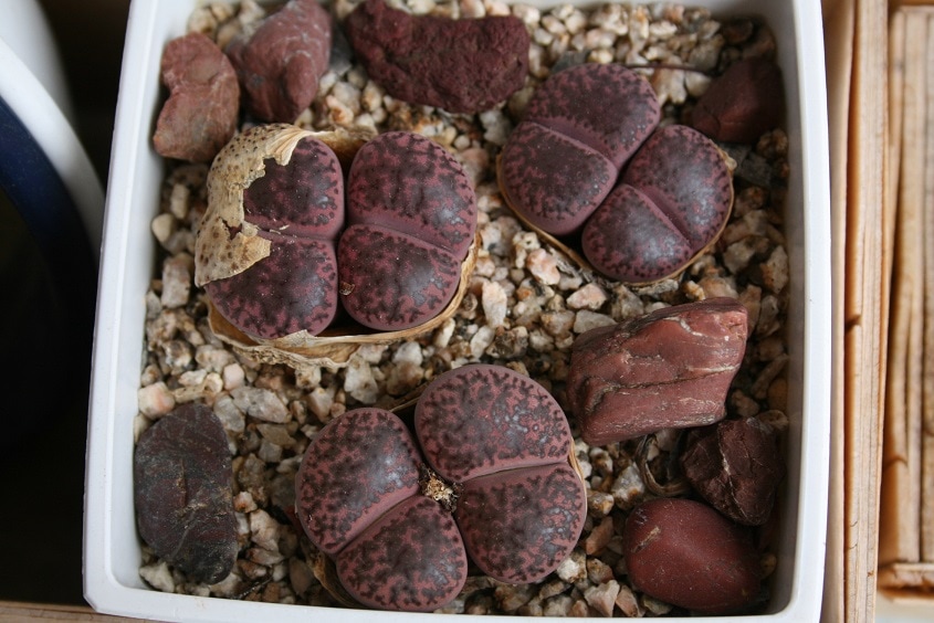 lithops bromfieldii v. glaudinae 'rubroroseus'