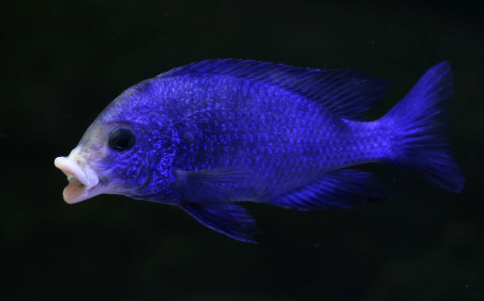Placidochromis phenochilus Mdoka white lips プラキドクロミス フェノキルス ムドカ　白嘴藍宝石