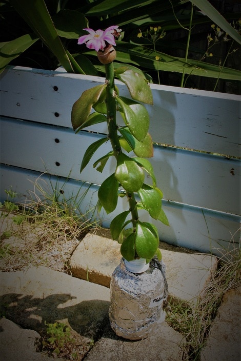 Ariocarpus kotschoubeyanus v. macdowellii
