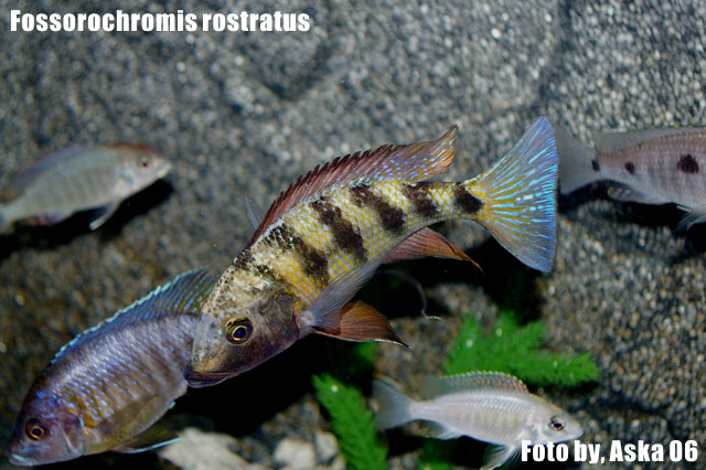 フォッソロクロミス ロストラータス Fossorochromis rostratus