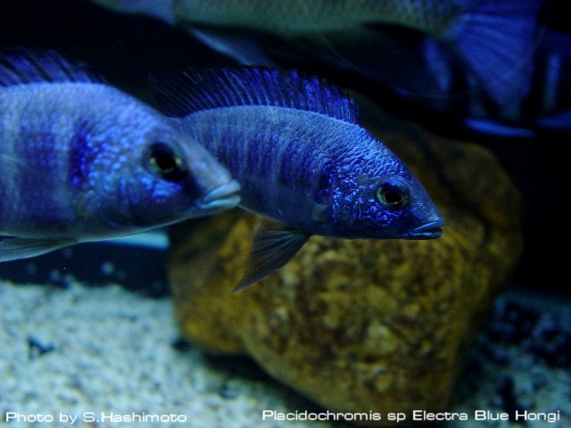Placidochromis sp Electra Blue Hongi プラキドクロミスsp エレクトラ ブルーホンギ
