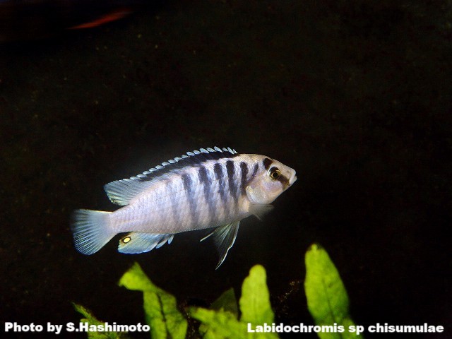 Labidochromis sp chisumulae ラビドクロミス sp チズムラエ