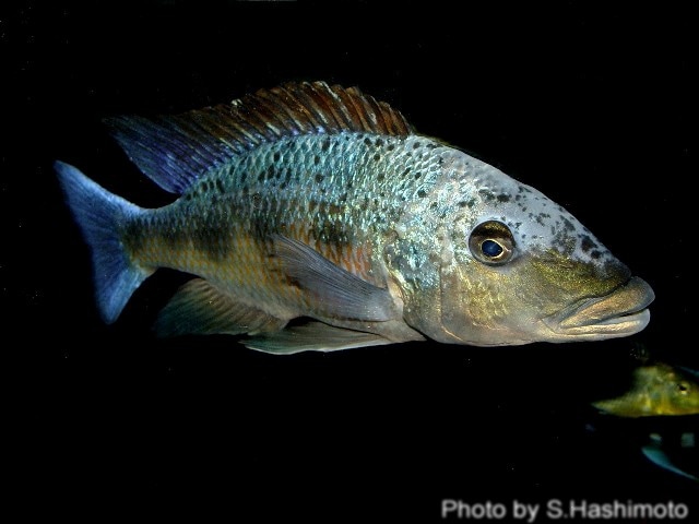 雪花豹 フォッソロクロミス ロストラータス Fossorochromis rostratus