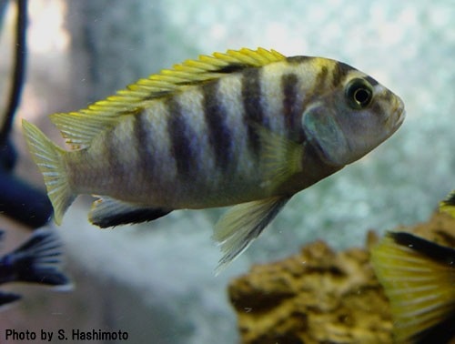 Labidochromis sp hongi ラビドクロミス sp ホンギ