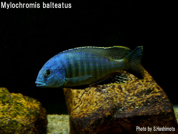 ​Mylochromis Balteatus ミロクロミス バルティアータス