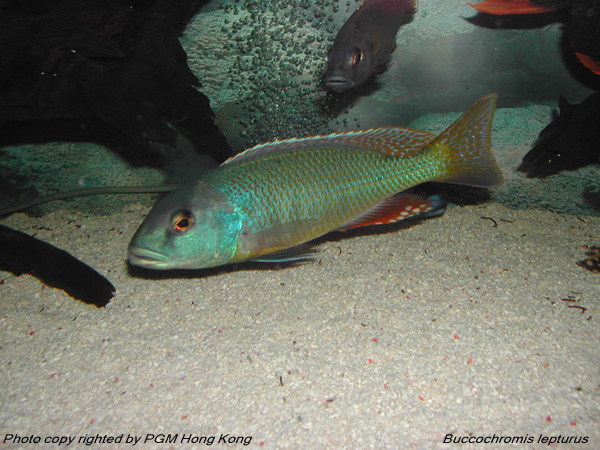 Buccochromis lepturus ブッコクロミス レプトゥルス