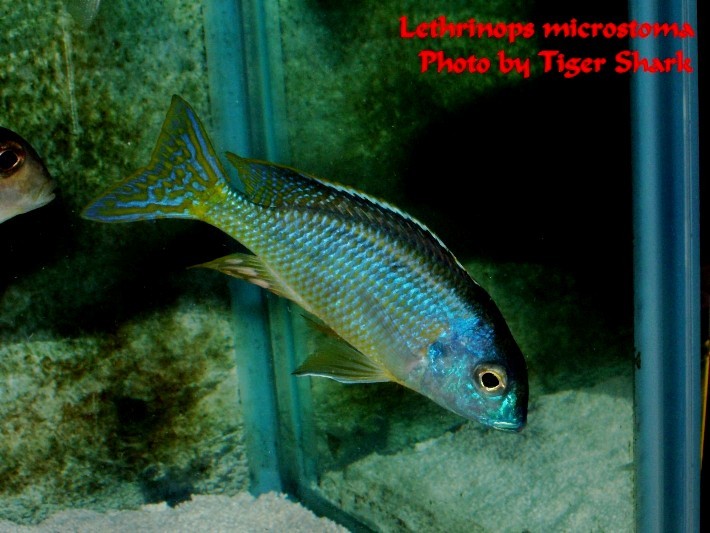 Lethrinops microstoma レスリノプス ミクロストマ