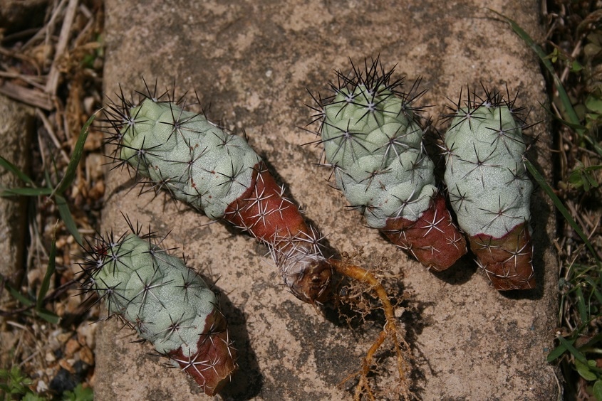 オルテゴカクタス・マクドガリー　Ortegocactus macdougallii