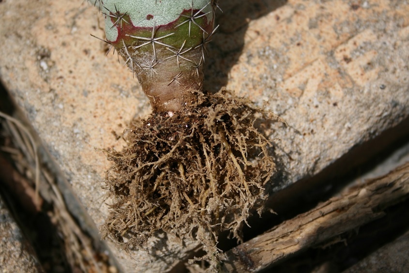オルテゴカクタス・マクドガリー　Ortegocactus macdougallii　Root