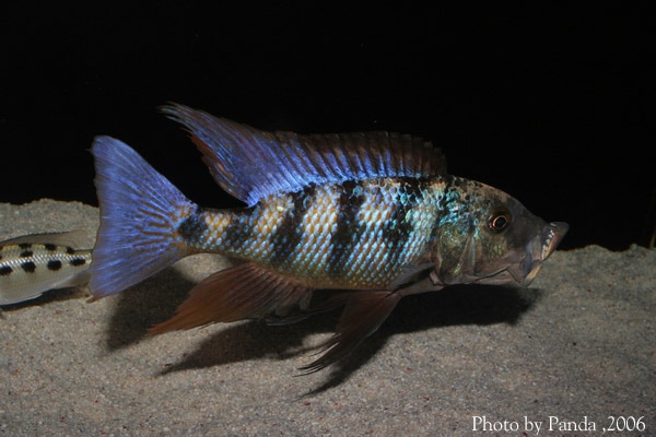 フォッソロクロミス ロストラータス Fossorochromis rostratus