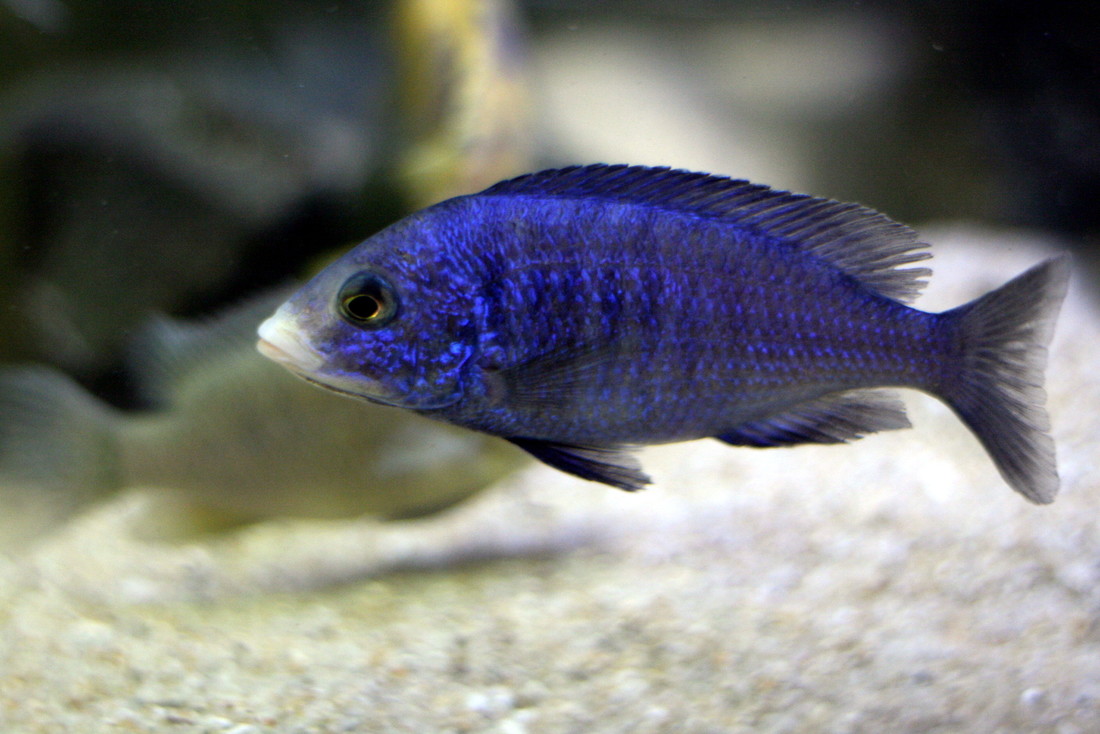 白嘴藍宝石　Placidochromis phenochilus Mdoka white lips プラキドクロミス フェノキルス ムドカ female