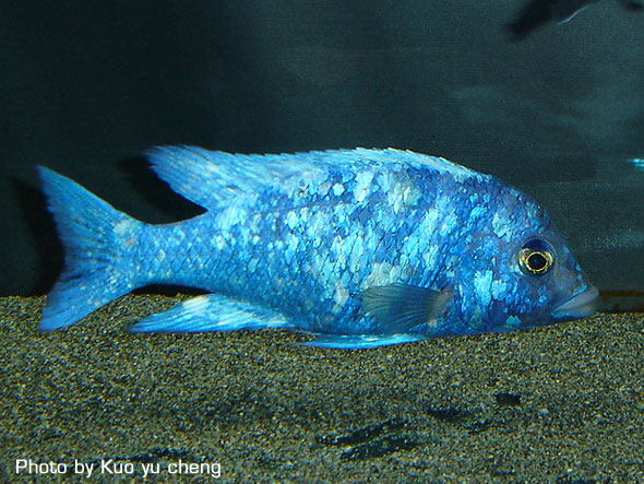 Placidochromis sp phenochilus Tanzania プラキドクロミス sp フェノキルス タンザニア 藍宝石