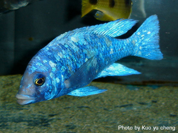 Placidochromis sp phenochilus Tanzania プラキドクロミス sp フェノキルス タンザニア　藍宝石