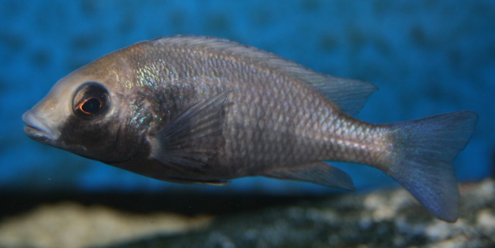 Placidochromis gissel Female