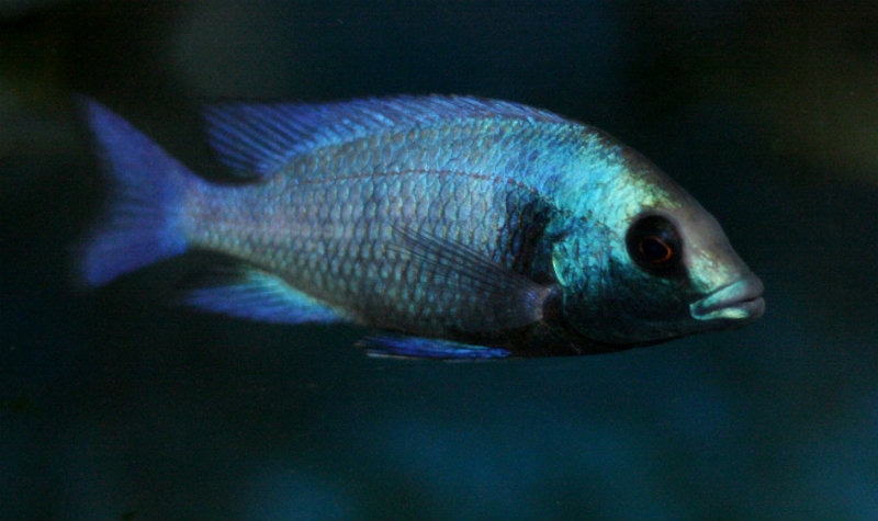 プラキドクロミス sp フェノキルス　ギッセル Placidochromis sp phenochilus gissel
