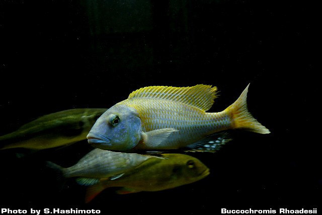 Buccochromis Rhoadesii ブッコクロミス ローデシー