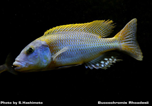 Buccochromis Rhoadesii ブッコクロミス ローデシー