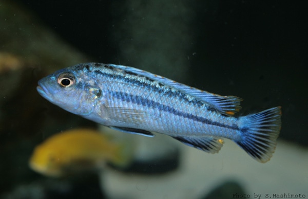 メラノクロミス　ヴェルミボーラス melanochromis vermivorous