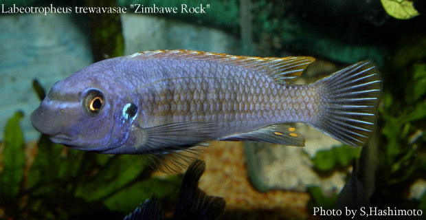 紅鰭鉤鼻鯛 Zimbawe Rock